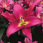 Oriental Lily Collection