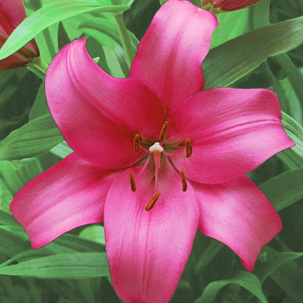 Zanella - LA Hybrid Lily (3/bag)