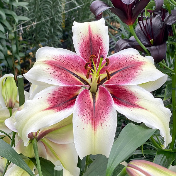 Zeba - Oriental Hybrid Lily (2/bag)