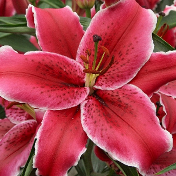 Zorro - Oriental Lily (3/bag)