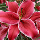 Zorro - Oriental Lily (3/bag)