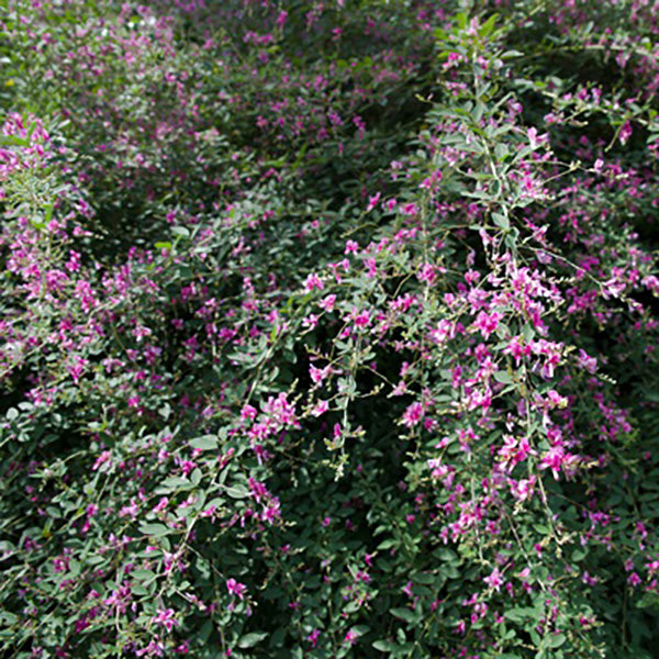 Little Volcano Lespedeza