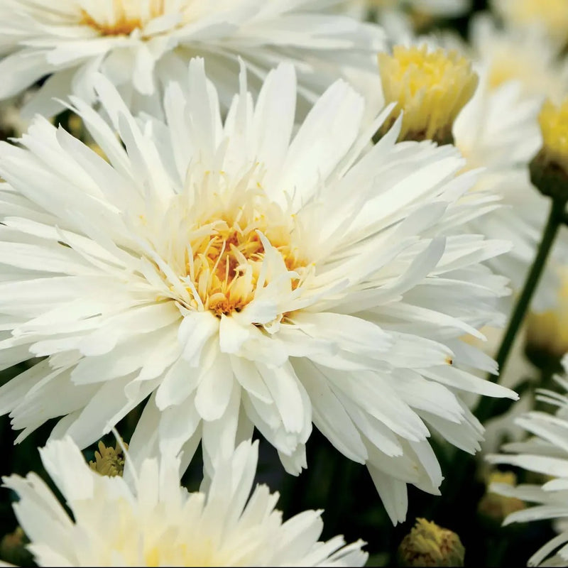 Mount Hood Shasta Daisy