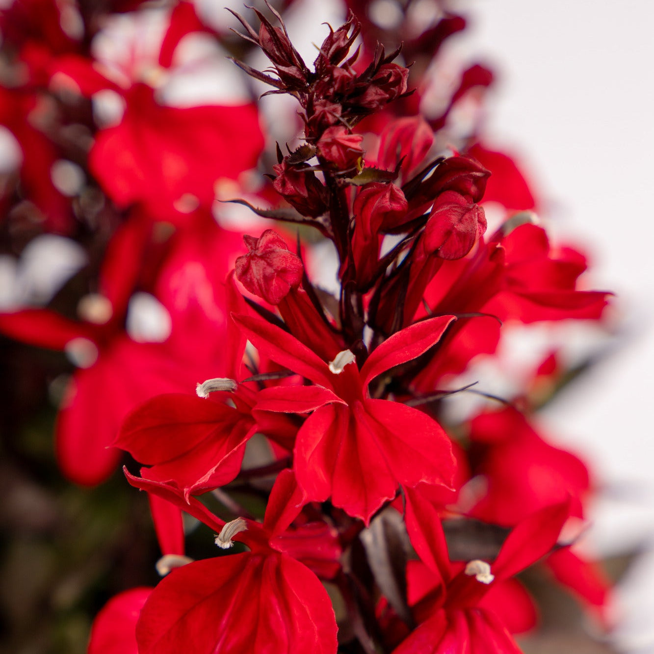 Fan Scarlet Compact Cardinal Flower – Wild & Son
