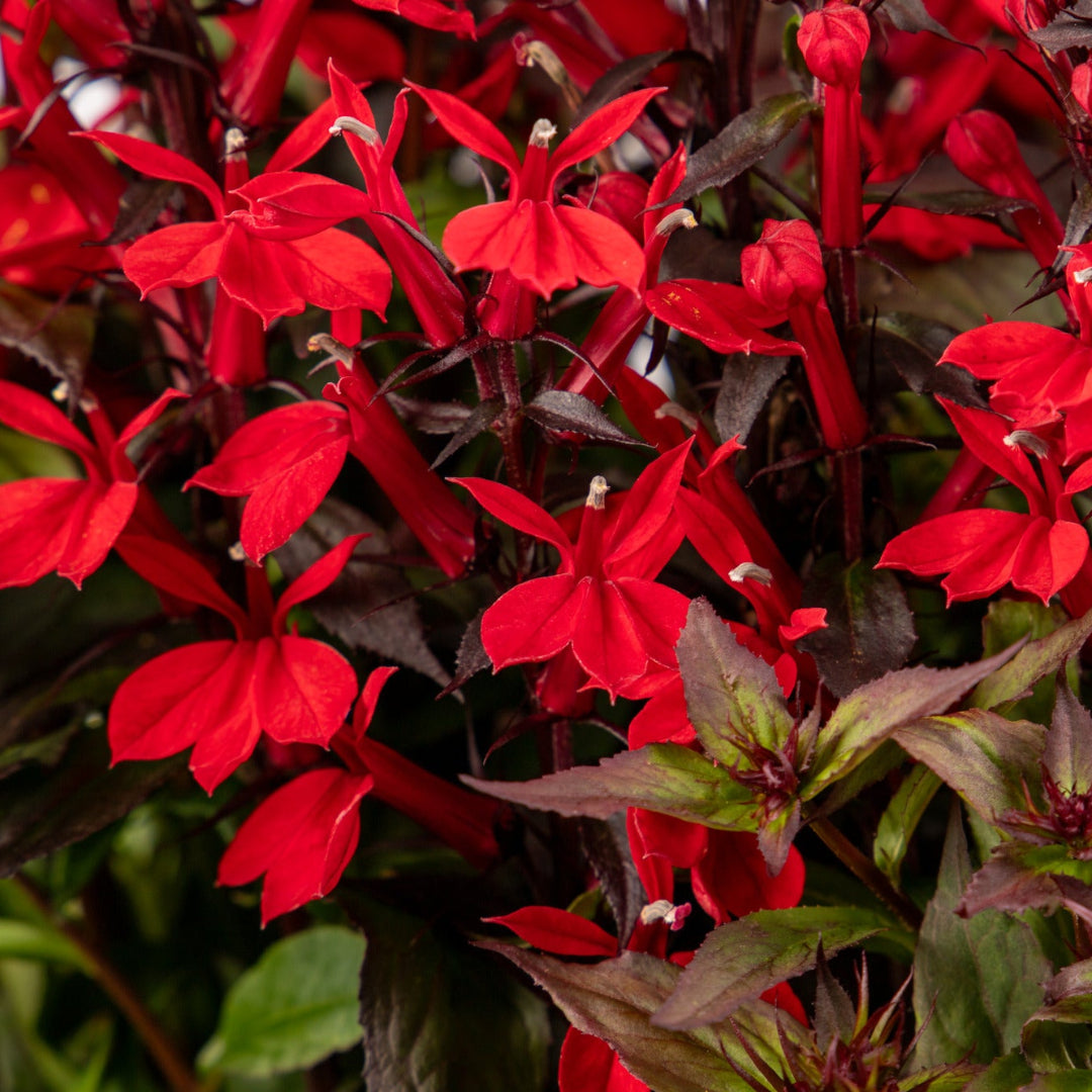 Fan Scarlet Compact Cardinal Flower