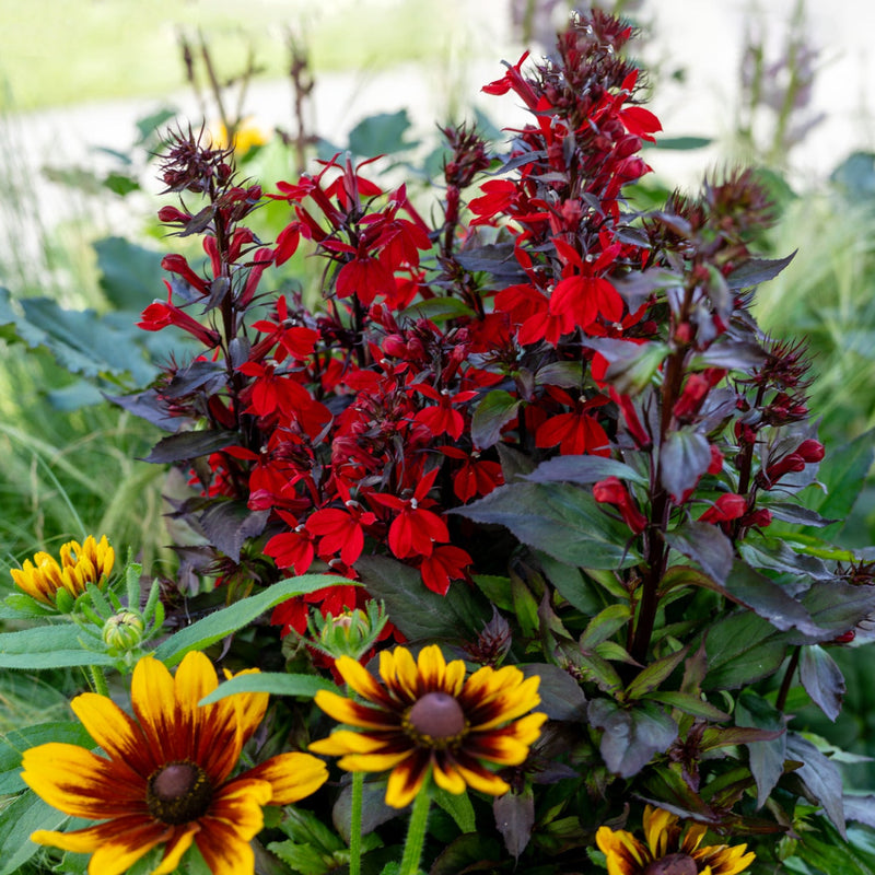 Fan Scarlet Compact Cardinal Flower – Wild & Son