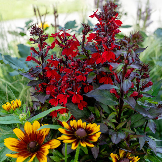 Fan Scarlet Compact Cardinal Flower