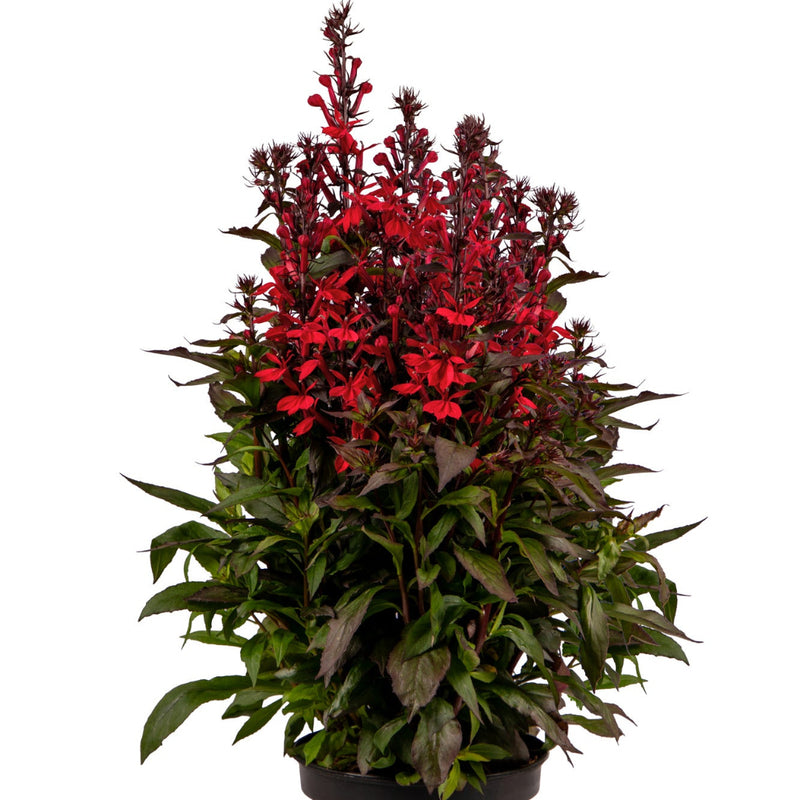 Fan Scarlet Compact Cardinal Flower – Wild & Son