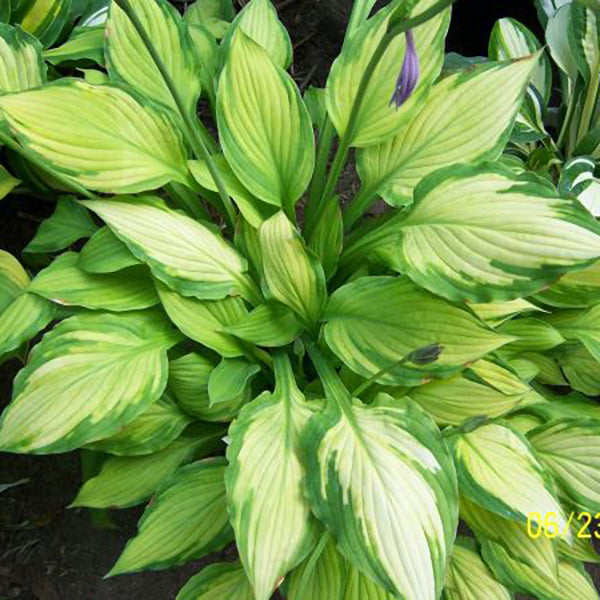 Lady Guinevere Hosta