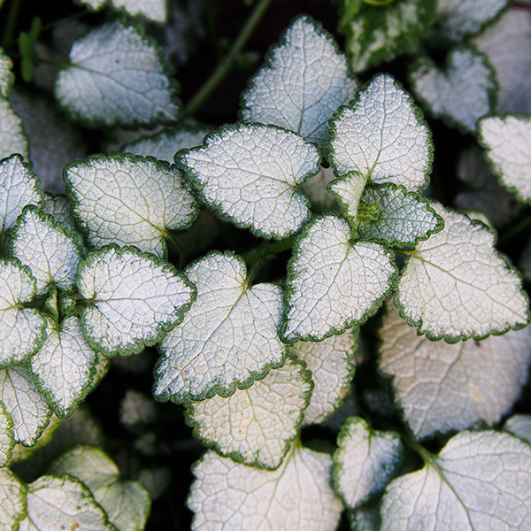 Purple Dragon Deadnettle