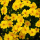 Lance Leafed Coreopsis