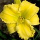 Lemon Bird - Daylily