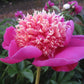 Leslie Peck - 3/5 Eye Peony