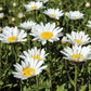 Snowcap Shasta Daisy