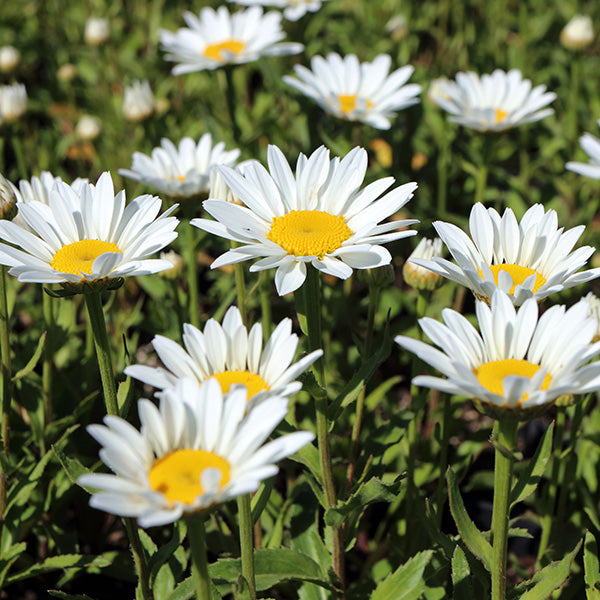 Snowcap Shasta Daisy