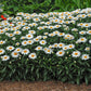 Snowcap Shasta Daisy