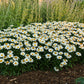 Snowcap Shasta Daisy