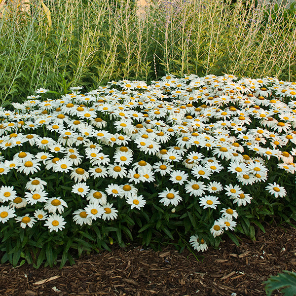 Snowcap Shasta Daisy