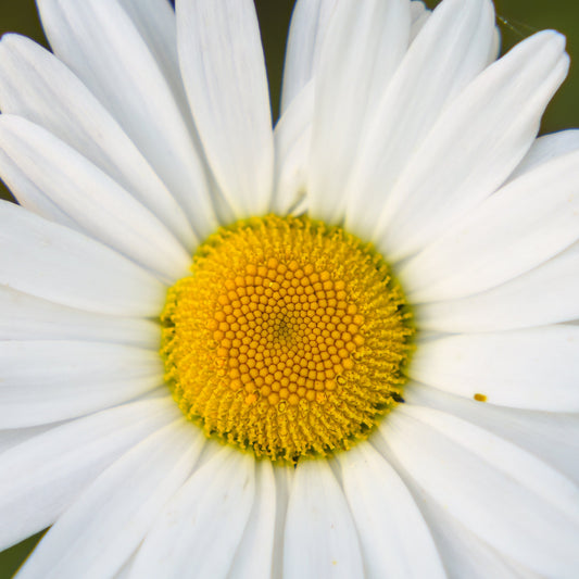 Kilimanjaro Shasta Daisy