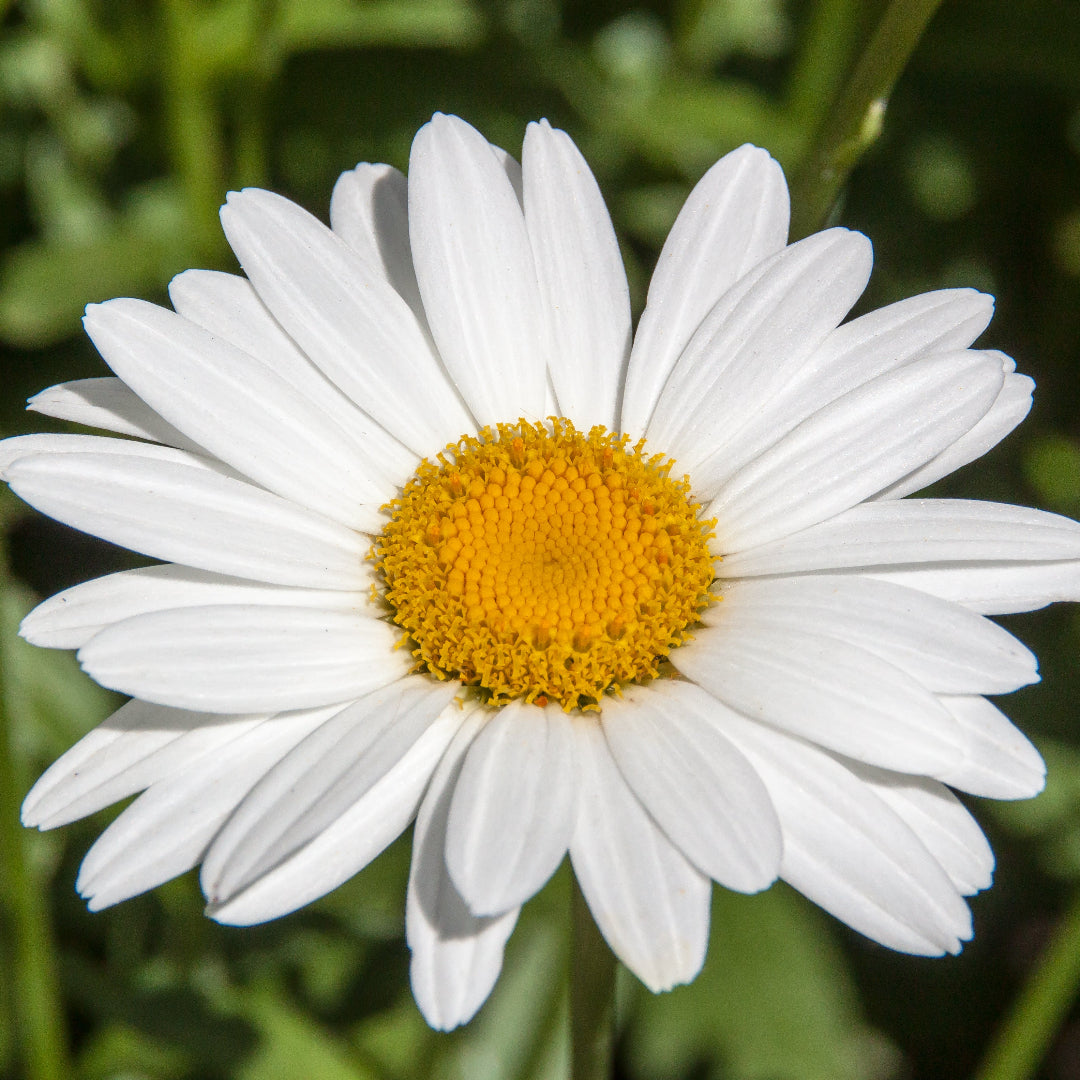 Kilimanjaro Shasta Daisy