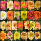 Like Them, Love Them, Plant Them All Daylily Bundle