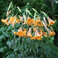 African Queen - Trumpet Lily (2/bag)