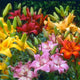 Fall Asiatic/LA Hybrid Lily Mix