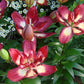 Double Sensation Double Asiatic Lily (2/bag)