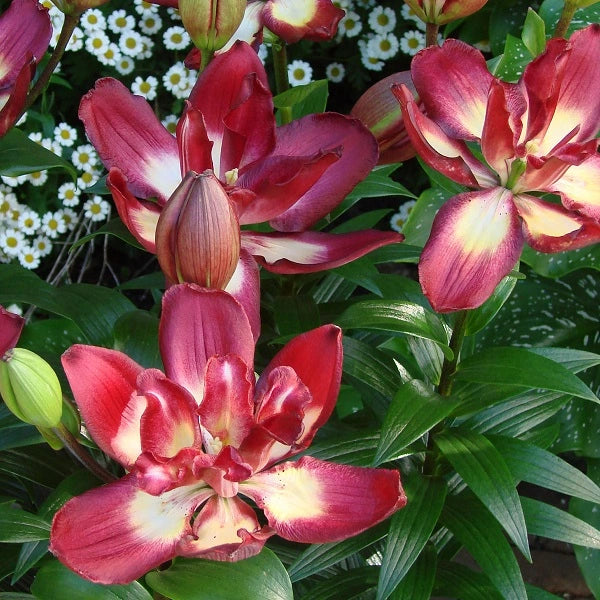 Double Sensation Double Asiatic Lily (2/bag)