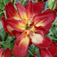 Double Sensation Double Asiatic Lily (2/bag)