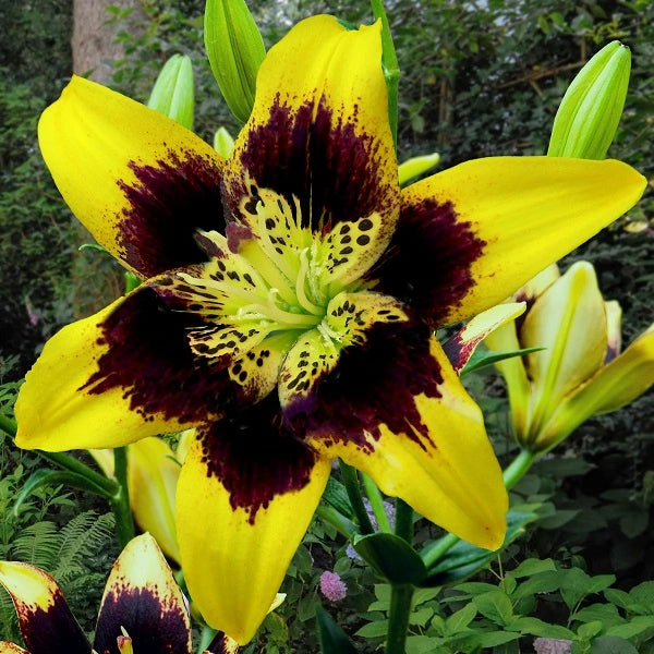 Easy Dance - Pollen Free Asiatic Lily (2/bag)