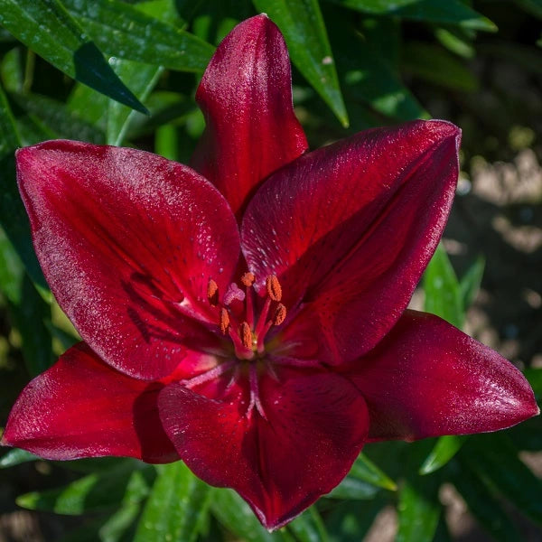 Forza Red - LA Hybrid Lily (3/bag)