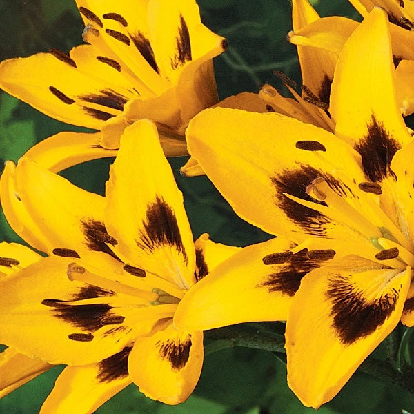 John Hancock Asiatic Lily (3/bag)