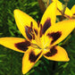 John Hancock Asiatic Lily (3/bag)