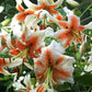 Lady Alice Turkish Cap Lily