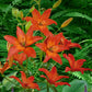 Mandarin Star - Pollen Free Asiatic Lily (2/bag)