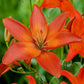 Mandarin Star - Pollen Free Asiatic Lily (2/bag)