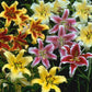 Great American Lily Mix