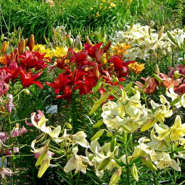 Great American Lily Mix