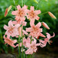 Pink Giant - Tiger Lily (2/bag)