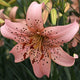 Pink Giant - Tiger Lily (2/bag)