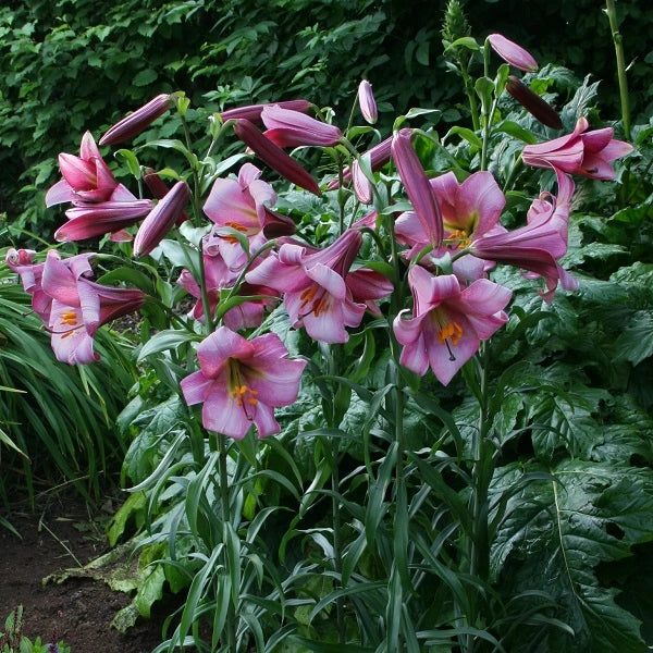 Pink Perfection - Trumpet Lily (2/bag)