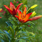 Royal Sunset LA Hybrid Lily