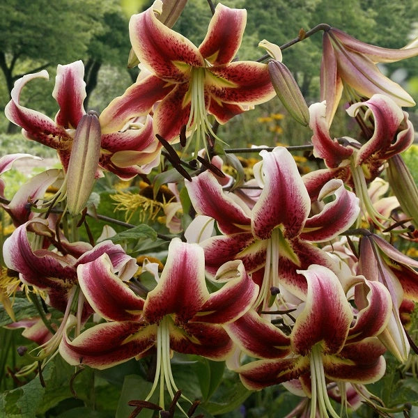 Scheherazade Turkish Cap Lily (2/bag)