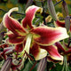 Scheherazade Turkish Cap Lily (2/bag)