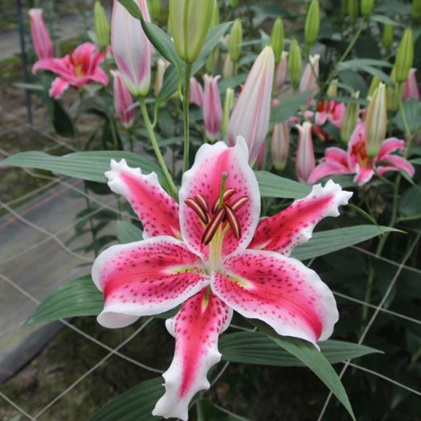 Star Dancer Oriental Lily