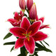 Tarzo - Oriental Lily (3/bag)