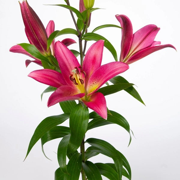 Touchstone Orienpet Lily