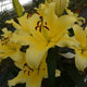 Vigneron Oriental Lily