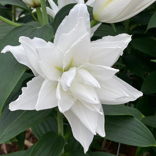 White Tornado - Double Oriental Lily (3/bag)